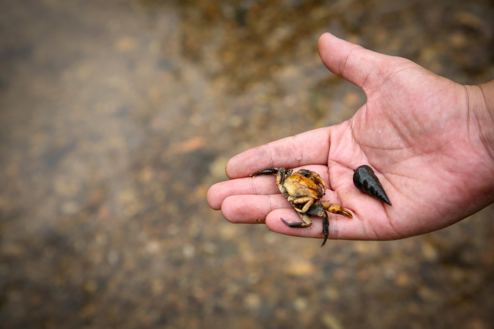 Nước ô nhiễm khiến nhiều sinh vật tại đây không thể sống nổi. (Ảnh: PV/Vietnam+)