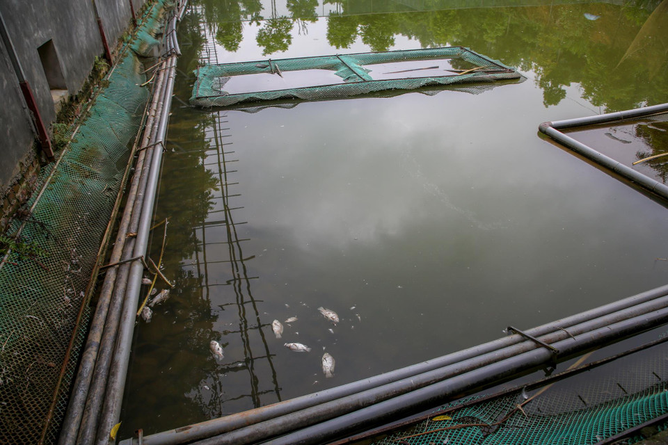 Chính việc suối 'ngậm dầu' đã khiến cho nhiều ao cá cũng như diện tích sản xuất nông nghiệp của người dân xung quanh bị ảnh hưởng nghiêm trọng. (Ảnh: PV/Vietnam+)