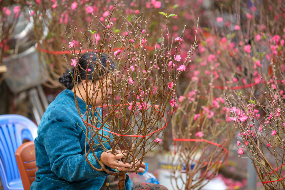 Người Hà Nội đi chợ hoa thường ngắm nhiều hơn mua, đó như một thú vui. (Ảnh: Minh Sơn/Vietnam+)
