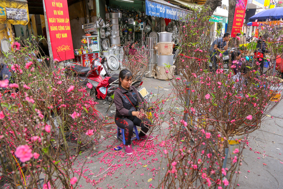 Một số tiểu thương phải vặt bớt hoa nở để giữ lại nụ. (Ảnh: Minh Sơn/Vietnam+)