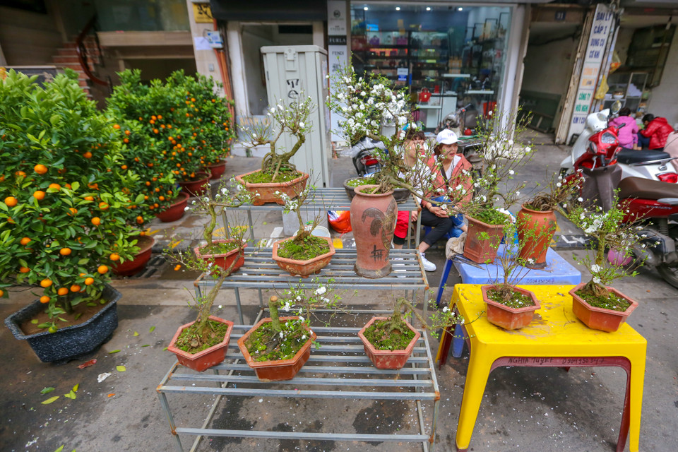 Theo thời gian, không chỉ mỗi hoa, chợ hoa Hàng Lược có thêm nhiều mặt hàng, quy mô cũng được mở rộng. Chính sự khác biệt này khiến phiên chợ có phần ồn ào hơn trước. (Ảnh: Minh Sơn/Vietnam+)