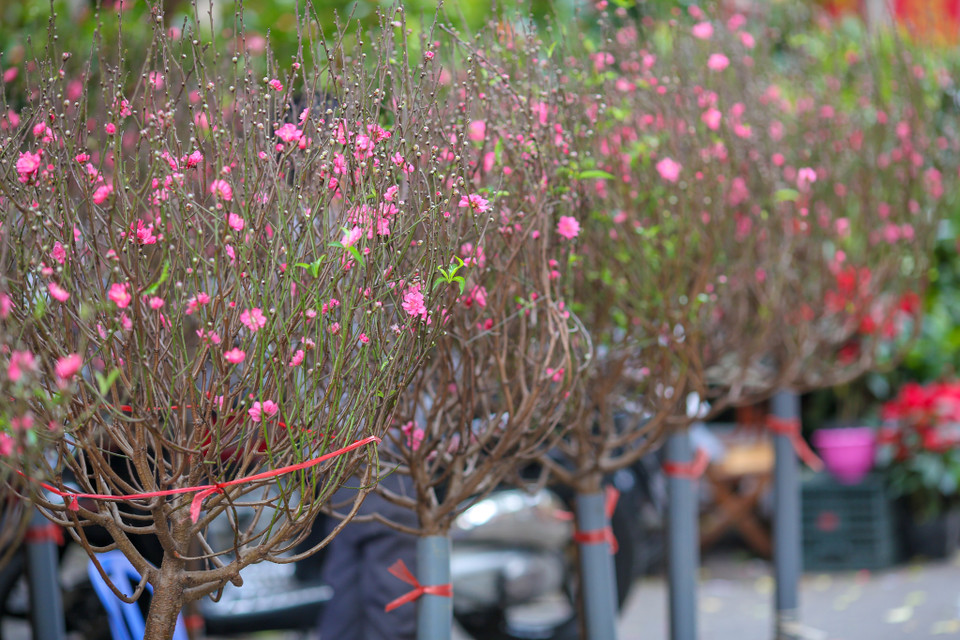 Hoa đào vẫn là thứ 'đặc sản' ở phiên chợ này. (Ảnh: Minh Sơn/Vietnam+)