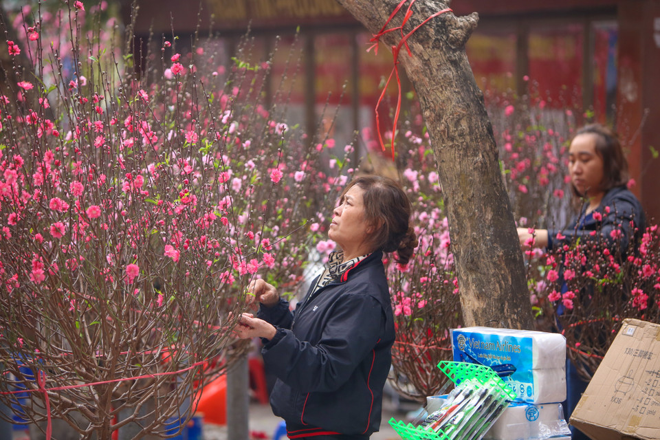 Thời tiết năm qua diễn biến thất thường khiến chưa Tết hoa đào đã đua nhau nở. (Ảnh: Minh Sơn/Vietnam+)