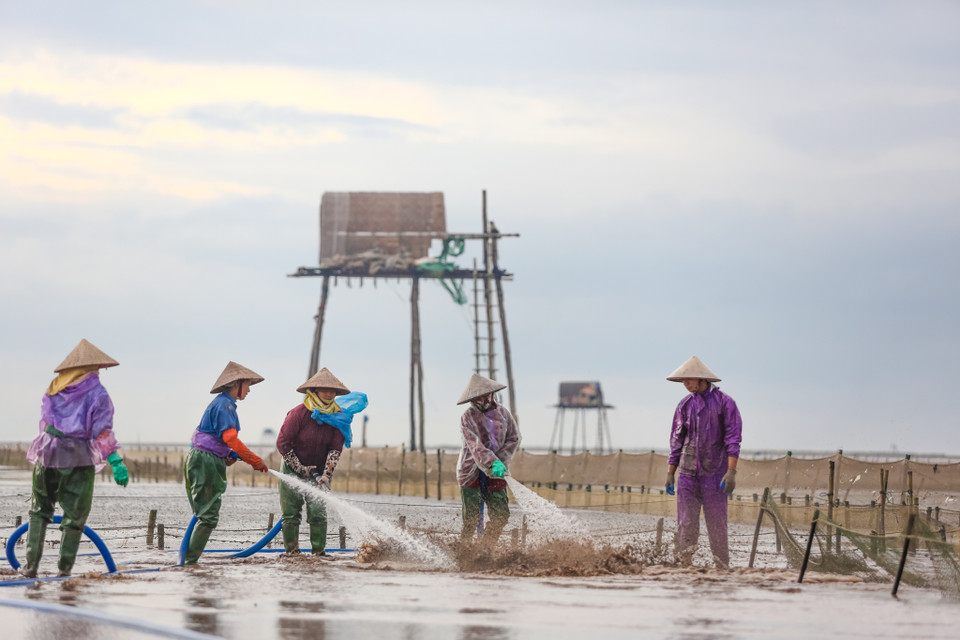 Trên mặt biển lấp lánh ánh bạc, có hàng trăm chiếc chòi canh gầy guộc im lìm trong nước tạo thành 'xóm nổi'. Dưới 'xóm nổi', người dân Đồng Châu đang cần cù khai thác ngao nuôi, một đặc sản vùng Thái Bình. (Ảnh: Minh Sơn/Vietnam+)