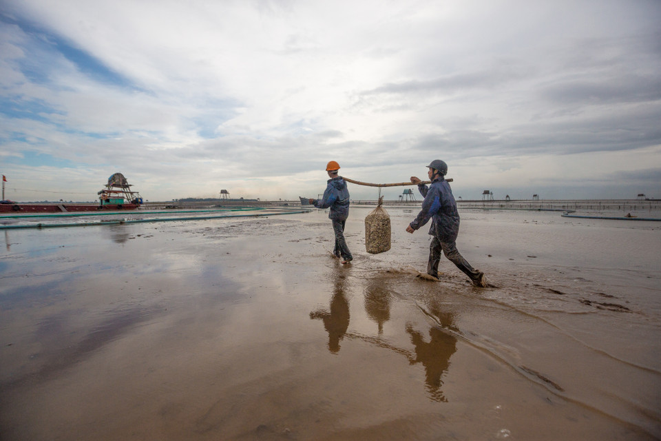 Đến Đồng Châu men theo bãi cát, lần theo dấu màu cuộc sống dân chài bám biển nơi đây để cảm nhận cái hồn của một vùng biển rất riêng của Thái Bình. (Ảnh: Minh Sơn/Vietnam+)