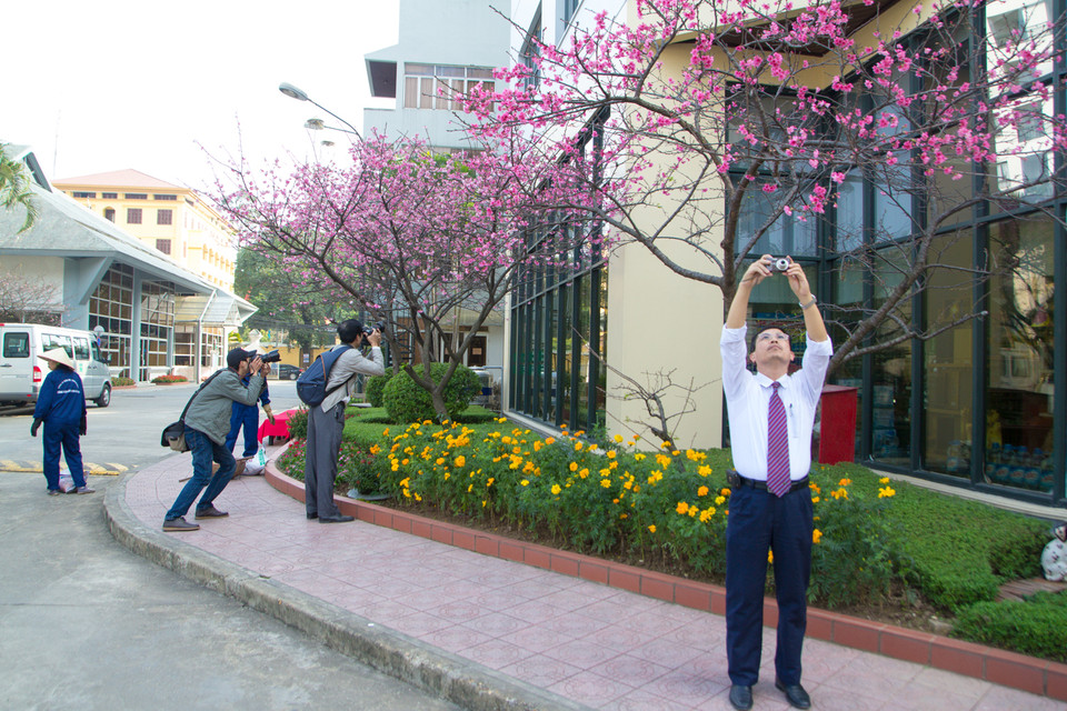 Người dân mỗi lần đi qua đây đều không kìm lòng được trước vẻ đẹp khó cưỡng của hoa anh đào. (Ảnh: Minh Sơn/Vietnam+)