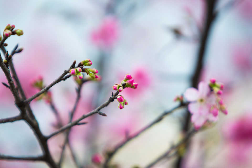 Những nụ hoa e ấp chưa kịp nở bung. (Ảnh: Minh Sơn/Vietnam+)