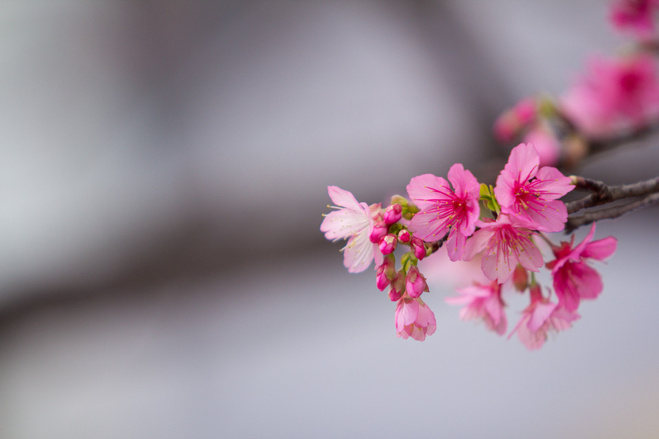 Tại Việt Nam, ở Đà Lạt có một loại hoa anh đào, tuy cũng rất đẹp nhưng không cùng loại với những cây anh đào trên đất Nhật Bản. (Ảnh: Minh Sơn/Vietnam+)
