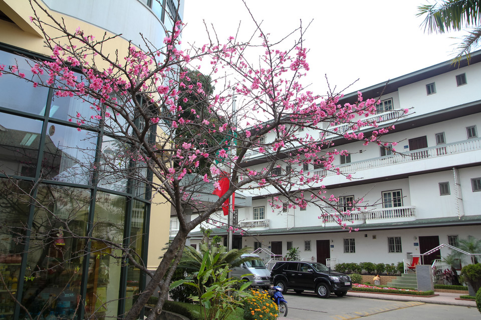 Trước đây có rất nhiều cây những không hợp khí hậu nên chết hết chỉ còn 8 cây ở đây và không phải cây nào cũng ra hoa. (Ảnh: Minh Sơn/Vietnam+)