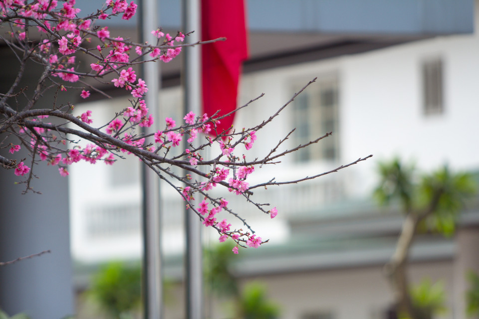 Chính vì vậy, hoa anh đào nở giữa phố Thụy Khuê được xem là một điều kì lạ thu hút người dân Thủ đô. (Ảnh: Minh Sơn/Vietnam+)