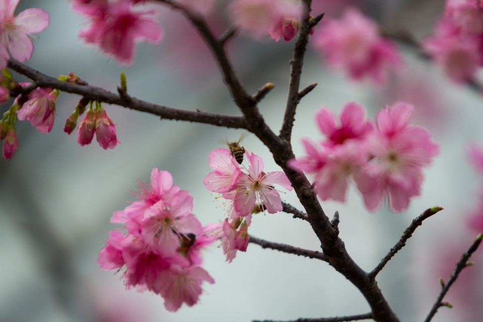 Hoa anh đào thu hút nhiều loài ong đến hút mật. (Ảnh: Minh Sơn/Vietnam+)