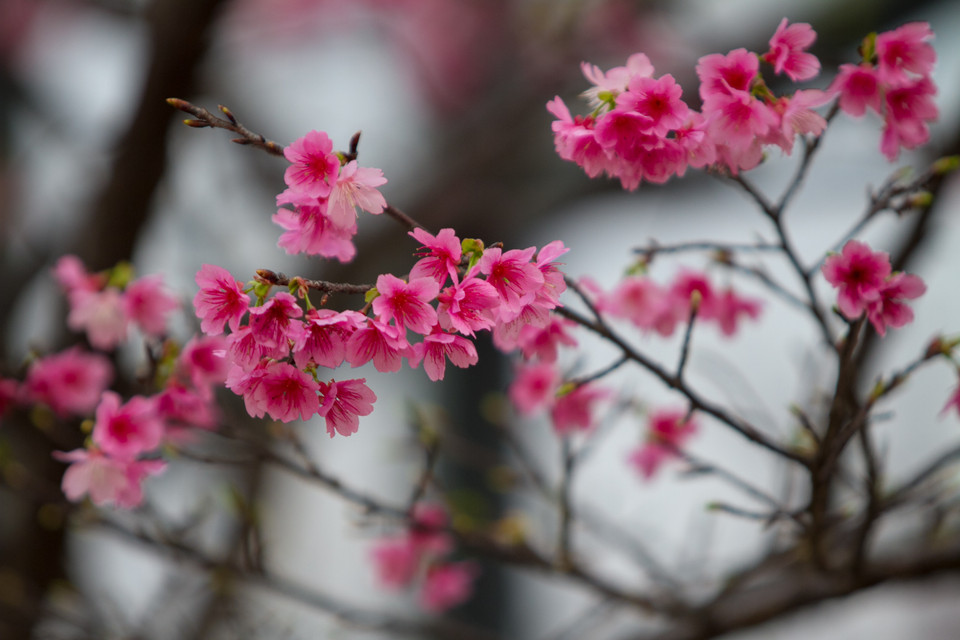 Khí hậu và thổ nhưỡng tại Việt Nam rất khác nên việc cây ra hoa là một điều kì lạ. (Ảnh: Minh Sơn/Vietnam+)