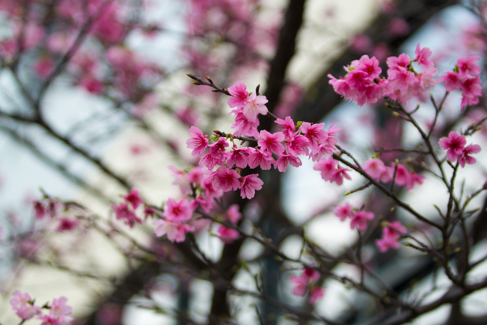 Được biết, để cây ra được nhiều hoa, những người chăm sóc từ tháng 11, 12 đã bắt đầu chế độ chăm bón đặc biệt. (Ảnh: Minh Sơn/Vietnam+)