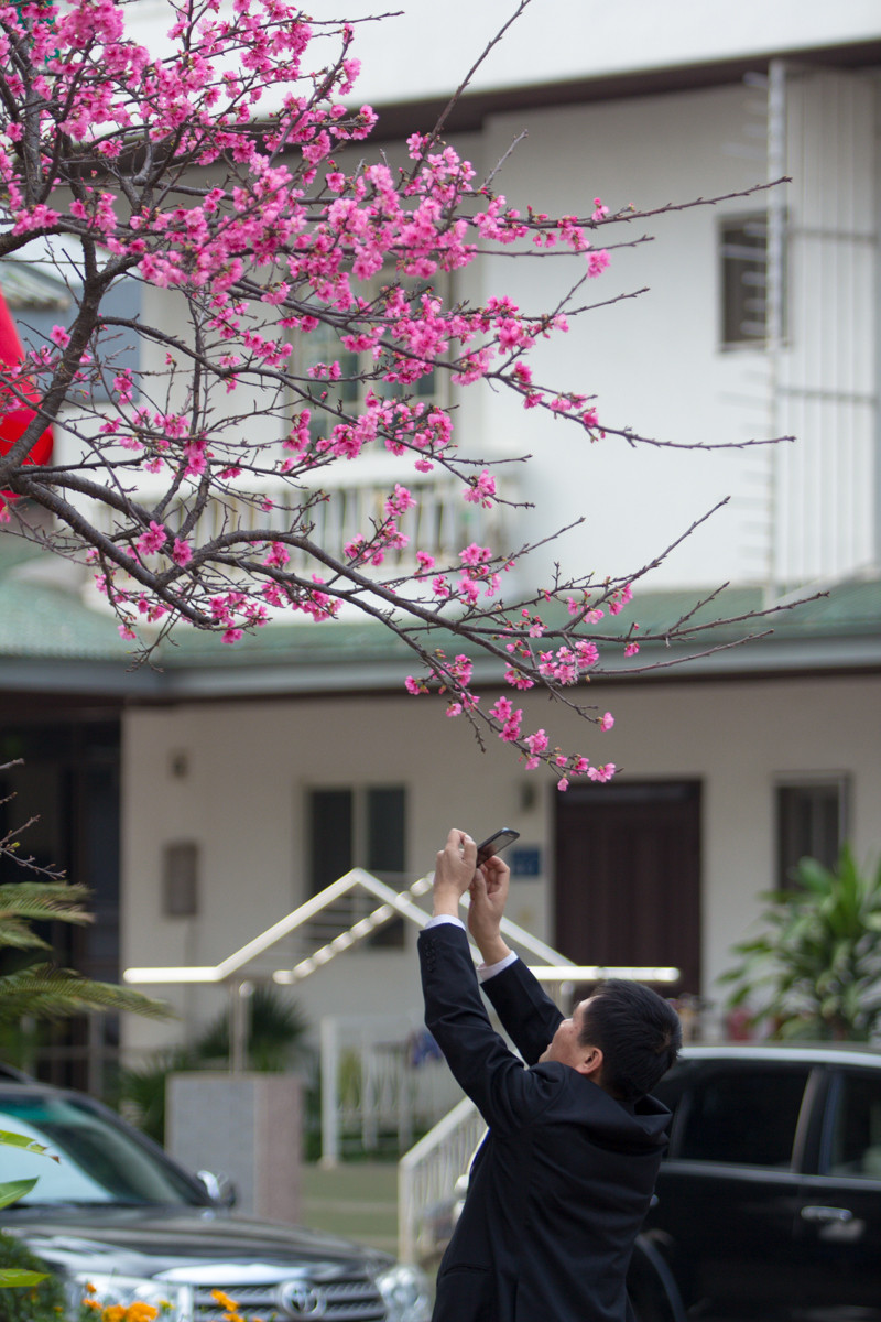 Người dân mỗi lần đi qua đây đều không kìm lòng được trước vẻ đẹp khó cưỡng của hoa anh đào. (Ảnh: Minh Sơn/Vietnam+)