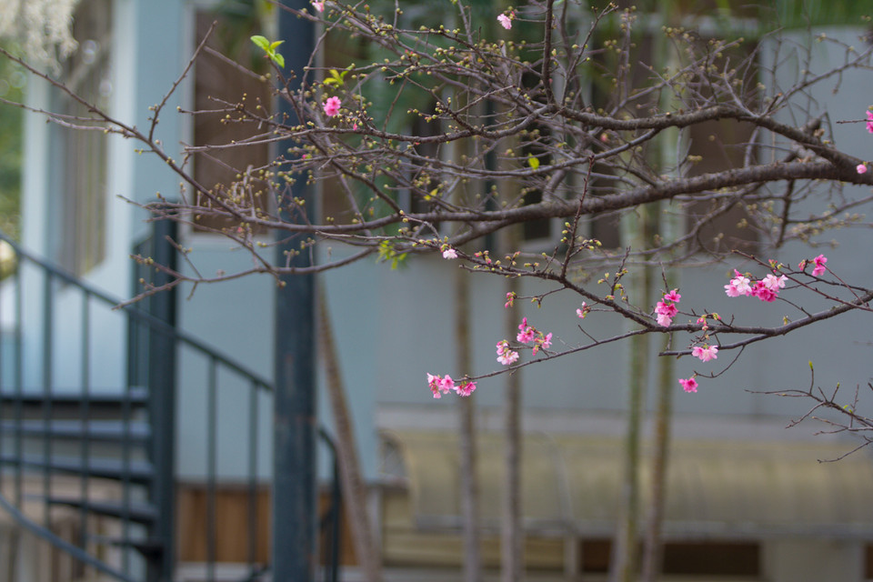 Thời tiết nắng nóng kéo dài nên hoa nở ít hơn mọi năm. (Ảnh: Minh Sơn/Vietnam+)