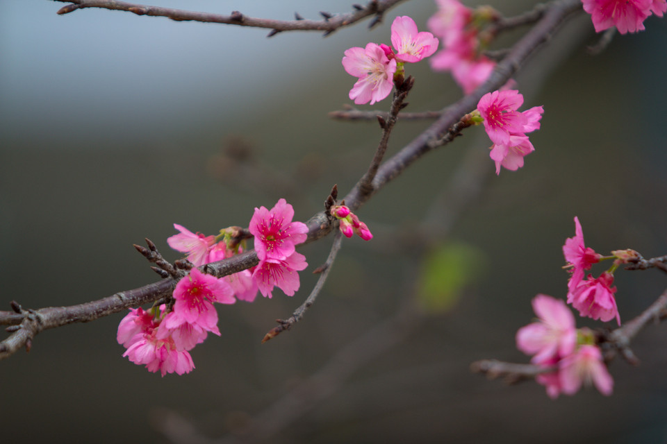 “Trước đây không ai biết chăm sóc nên lúc nào cây ra hoa thì ra. Từ lúc một ông giám đốc người Nhật sang đây công tác kiêm luôn chăm bón nên mấy năm gần đây cây ra hoa đẹp lắm” một cán bộ Công ty Công viên cây xanh Hà Nội chia sẻ. (Ảnh: Minh Sơn/Vietnam+)