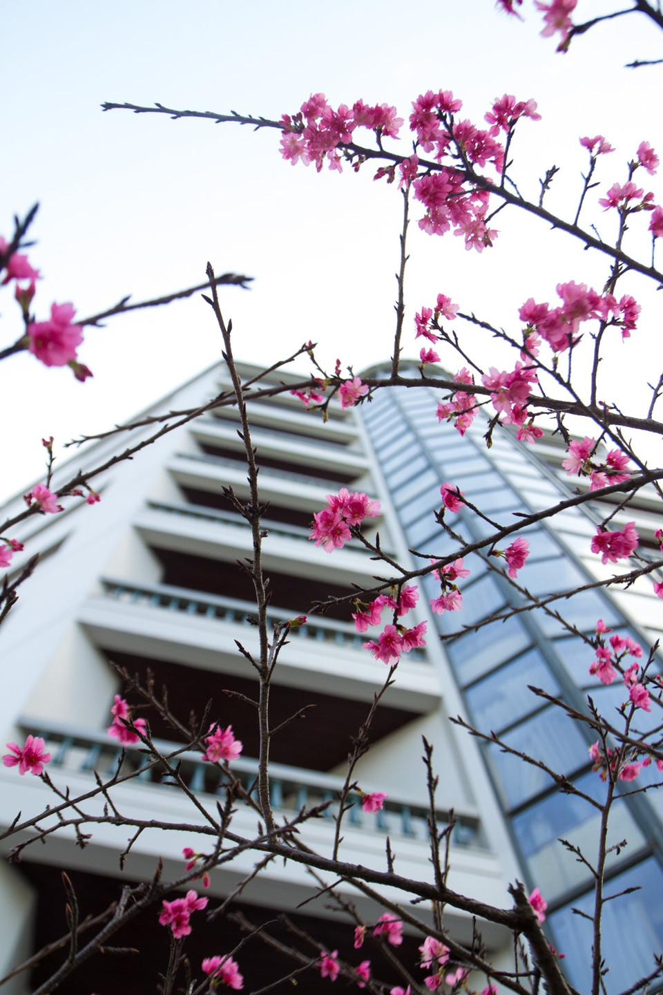 Thời tiết nắng nóng kéo dài nên hoa nở ít hơn mọi năm. (Ảnh: Minh Sơn/Vietnam+)