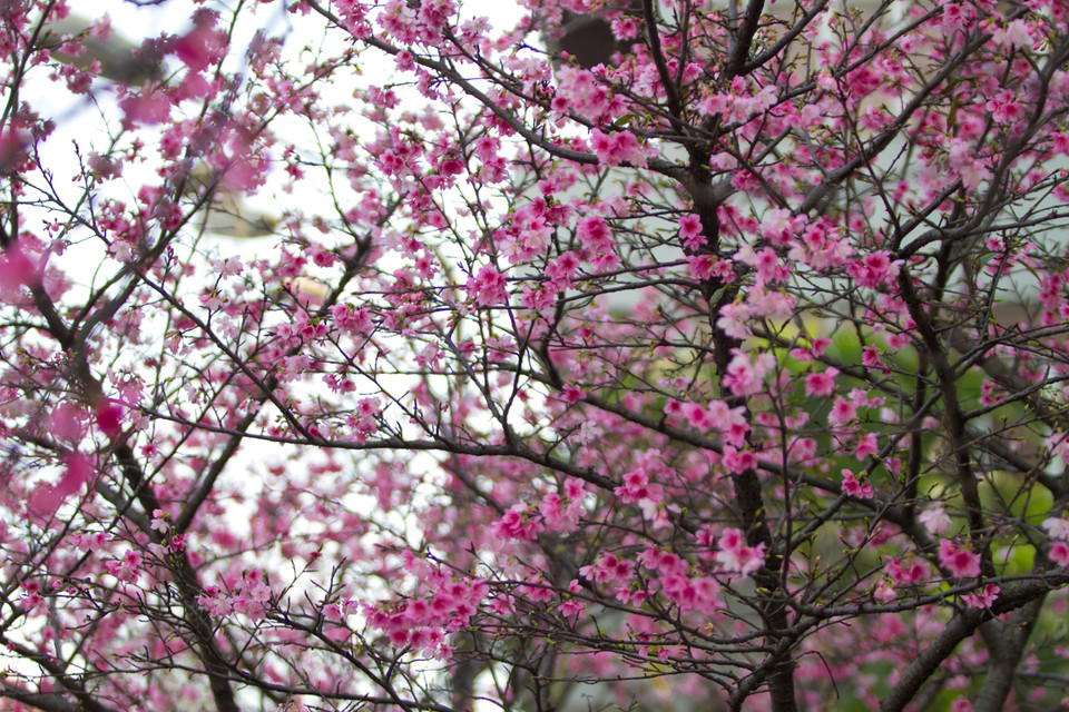 Hoa anh đào có 3 màu là màu trắng, hồng và đỏ. Thời gian tồn tại của một bông hoa anh đào thường kéo dài từ 7 đến 15 ngày, trung bình là khoảng 1 tuần. (Ảnh: Minh Sơn/Vietnam+)