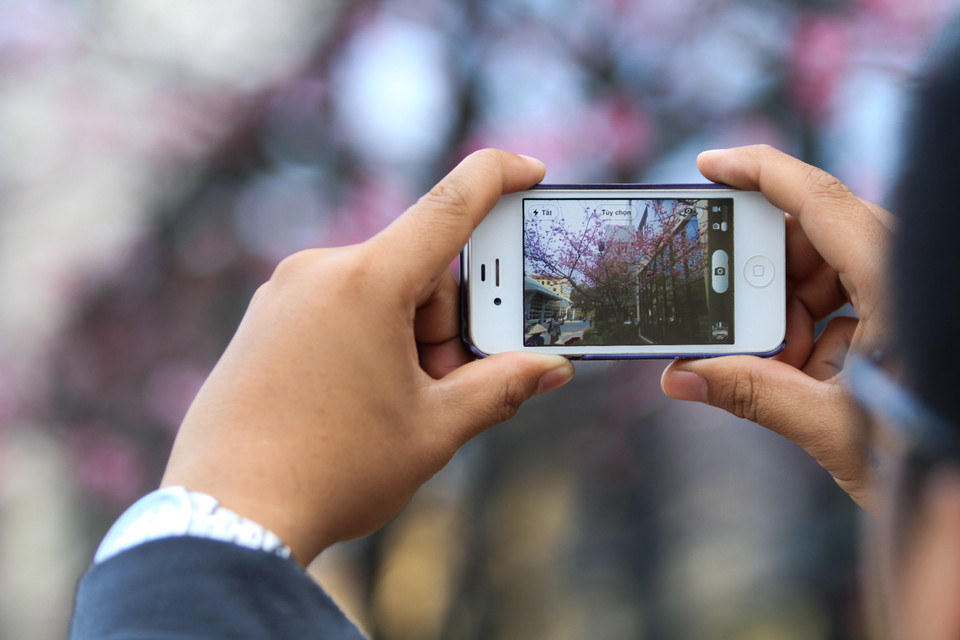 Người dân mỗi lần đi qua đây đều không kìm lòng được trước vẻ đẹp khó cưỡng của hoa anh đào. (Ảnh: Minh Sơn/Vietnam+)