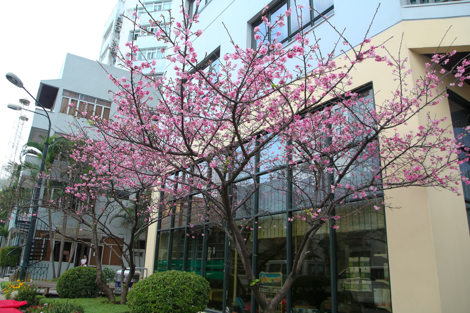 Những cây hoa anh đào được Nhật Bản tặng cho Việt Nam và đem về trồng tại một công ty trên phố Thụy Khuê được hơn 10 năm. (Ảnh: Minh Sơn/Vietnam+)