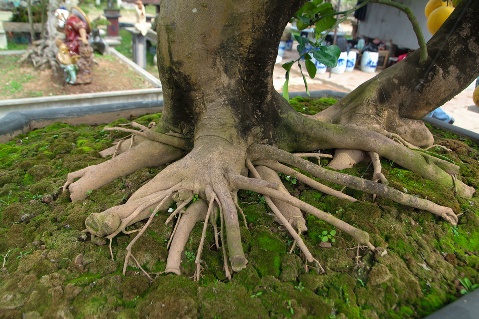 Bộ rễ xù xì trồi lên khỏi mặt đất. Ông Hùng cho biết, đến chậu cây để trồng cũng có tuổi thọ hàng chục năm, như vậy mới xứng với giá trị của cây. (Ảnh: Minh Sơn/Vietnam+)