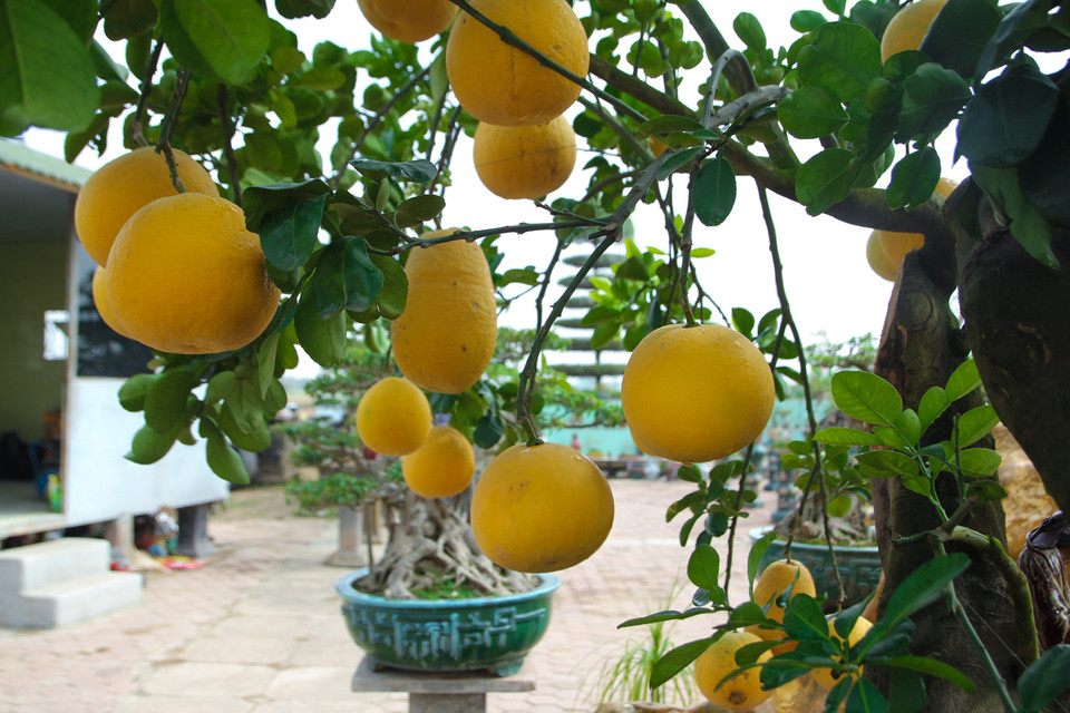 Những quả bưởi vàng ươm căng tròn khiến nhiều khách hàng không ngần ngại trả giá cao để sở hữu. (Ảnh: Minh Sơn/Vietnam+)