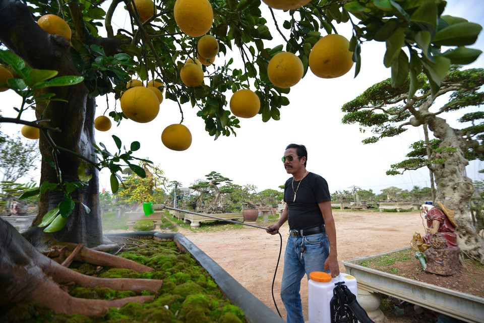 Để chăm sóc được cây bưởi này là một quá trình không hề đơn giản. Ông Hùng đã phải thuê thêm thợ để chăm cây. Một ngày cây phải được tưới 3-4 lần, bón phân đặc biệt và phải giữ đủ số lượng quả. “Mất một quả coi như cây mất luôn nửa giá trị” ông Hùng chia sẻ. (Ảnh: Minh Sơn/Vietnam+)