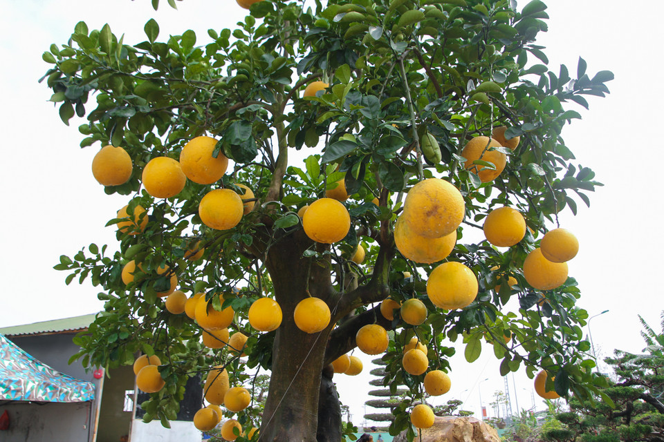 Chậu cây bưởi sai trĩu quả cao hơn 3 mét với tán lá rộng, đặc biệt là cây hội tụ đủ các yếu tố như có hoa, có lộc và đặc biệt có 68 quả (con số đẹp tượng trưng cho lộc phát theo quan niệm của người Việt Nam) (Ảnh: Minh Sơn/Vietnam+)
