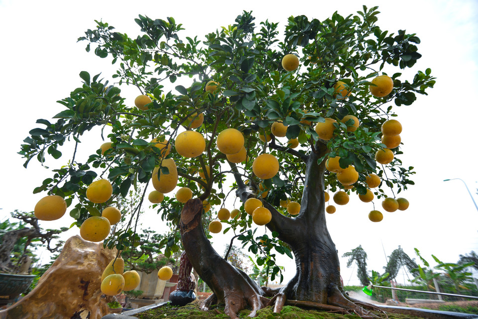 Được đặt tại một vườn cây cảnh ở huyện Phúc Thọ (Hà Nội), cây bưởi cảnh gây ấn tượng mạnh cho bất cứ ai đi qua chiêm ngưỡng. (Ảnh: Minh Sơn/Vietnam+)
