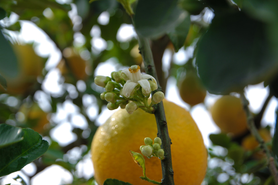 Trái mùa nhưng cây bưởi vẫn ra hoa. (Ảnh: Minh Sơn/Vietnam+)