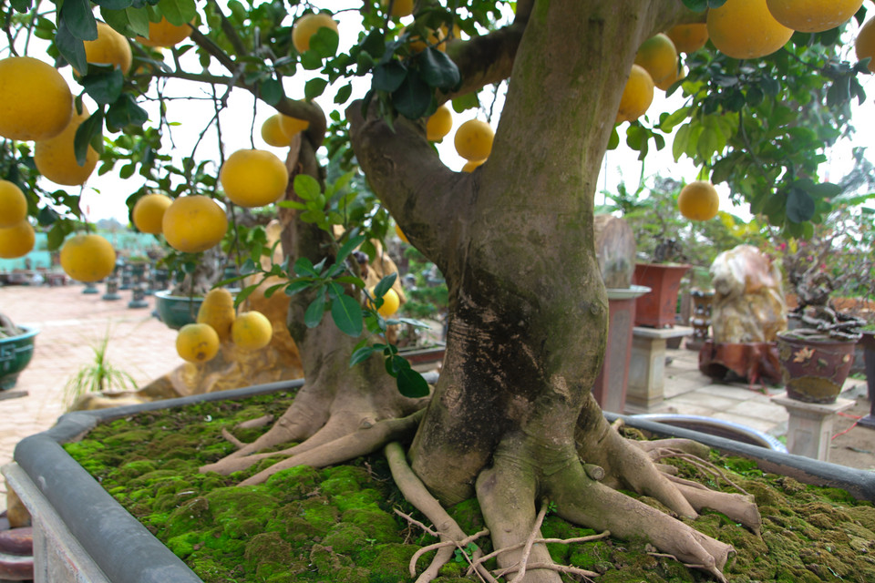 Hai thân cây với tuổi thọ 70-80 năm do trồng chung trong chậu hơn 10 năm nên quấn lấy nhau thành một cây to. (Ảnh: Minh Sơn/Vietnam+)