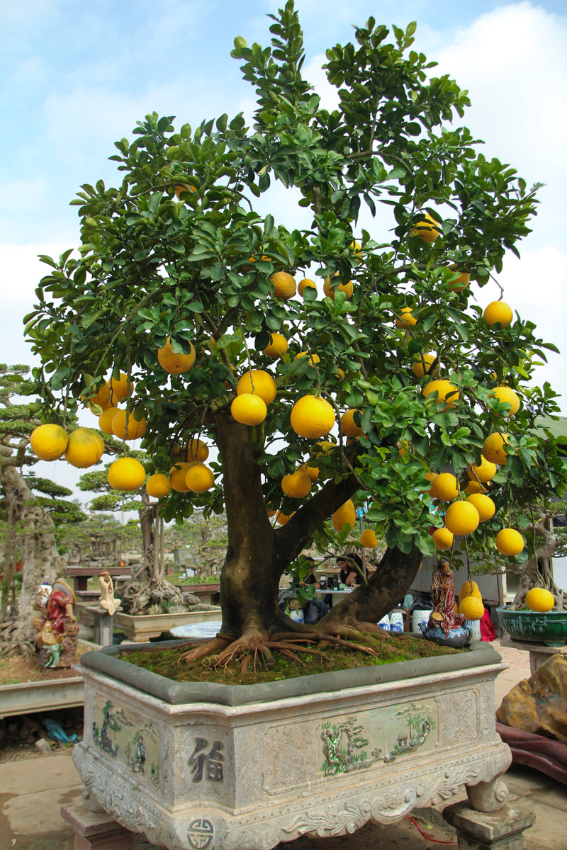 Cận cảnh cây bưởi vô giá của ông Hùng. (Ảnh: Minh Sơn/Vietnam+)