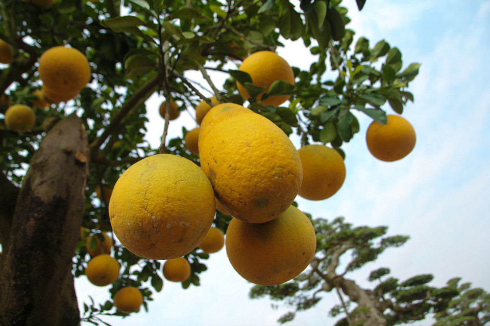 Những quả bưởi căng tròn, vàng ươm. Rất nhiều khách đến hỏi mua, có người trả đến hàng trăm triệu nhưng ông Hùng không bán vì tiếc. (Ảnh: Minh Sơn/Vietnam+)