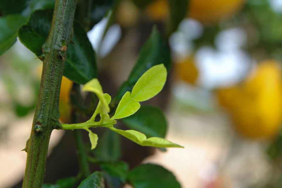 Đâm chồi nảy lộc. (Ảnh: Minh Sơn/Vietnam+)