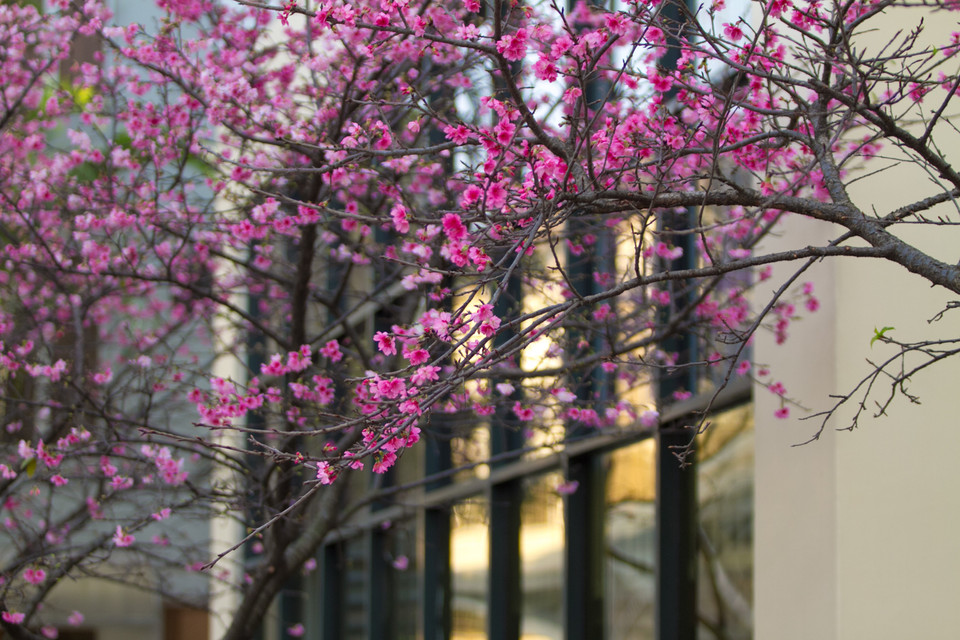 Gần đây chính phủ Nhật Bản tặng Việt Nam một số cây hoa anh đào nhằm kỷ niệm quan hệ hợp tác hai bên. Những cây anh đào được trồng tại Đại sứ quán Nhật Bản trên đường Liễu Giai, Hà Nội và ở Sapa. Do không hợp khí hậu, thời tiết nên chưa mấy thành công. (Ảnh: Minh Sơn/Vietnam+)