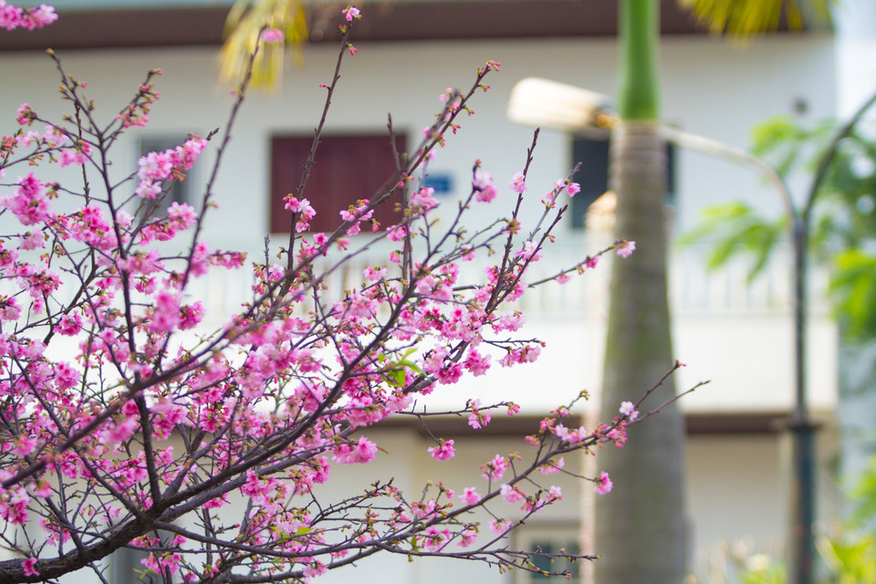 Ở Nhật Bản, hoa anh đào thường nở vào mùa xuân từ cuối tháng 1, tùy từng nơi mà hoa có thể nở sớm hơn hay muộn hơn. Ở miền Nam Nhật ấm áp hơn, hoa có thể nở từ cuối tháng 1 trong khi vùng Hokkaido phía Bắc Nhật Bản, hoa có thể nở vào tháng 5. (Ảnh: Minh Sơn/Vietnam+)