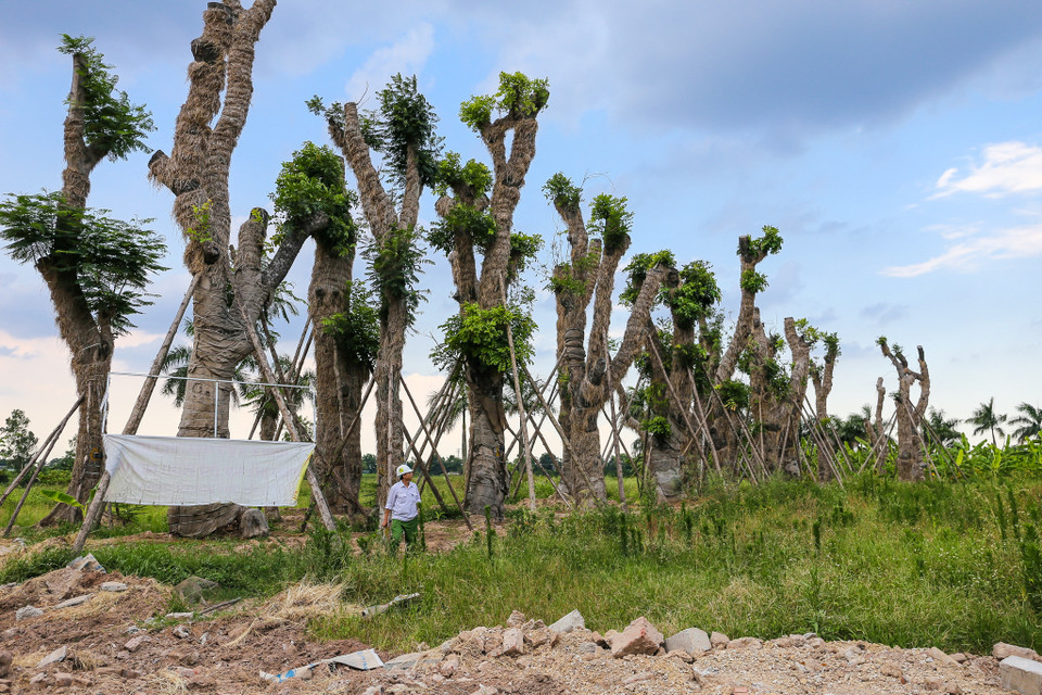 Ông Trần Khánh Toàn - Phó Tổng giám đốc công ty Beepro, đơn vị thực hiện di dời và chăm sóc số cây trên cho biết, hiện nay tỷ lệ sống sót của hơn 100 cây xanh được di chuyển về vườn ươm là 95%. (Ảnh: Minh Sơn/Vietnam+)