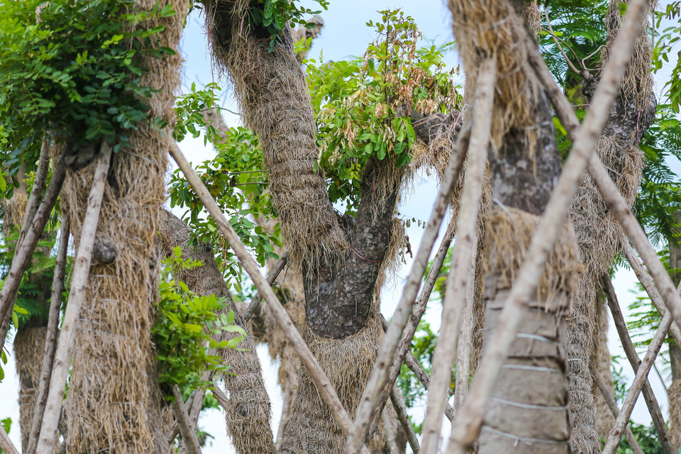 Sau khi chuyển về ườn ươm, các nhân viên đã phải tiến hành che chắn thân cây bằng rơm cũng như những vỏ bao tải cùng với chất mùn để giữ ẩm, tránh mất hơi nước, bảo vệ khỏi các tia bức xạ mặt trời, cách ly nhiệt độ môi trường và giữ nhiệt độ cho thân cây. (Ảnh: Minh Sơn/Vietnam+)