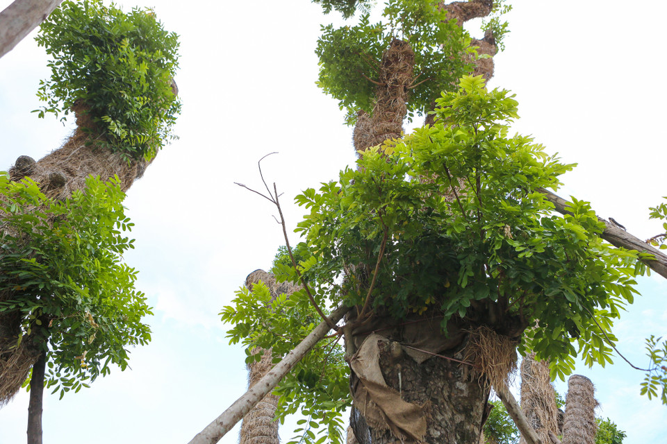 Dự kiến trong thời gian tới, một số cây xà cừ bên đường Phạm Văn Đồng cũng sẽ được di dời để chăm sóc chứ không chặt hạ. (Ảnh: Minh Sơn/Vietnam+)