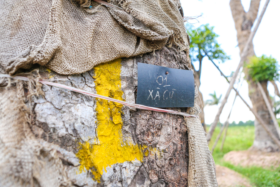 Dự kiến, sau một năm từ lúc chuyển về vườn ươm, đơn vị chăm sóc sẽ trả lại cho thành phố để thực hiện các dự án quy hoạch. (Ảnh: Minh Sơn/Vietnam+)