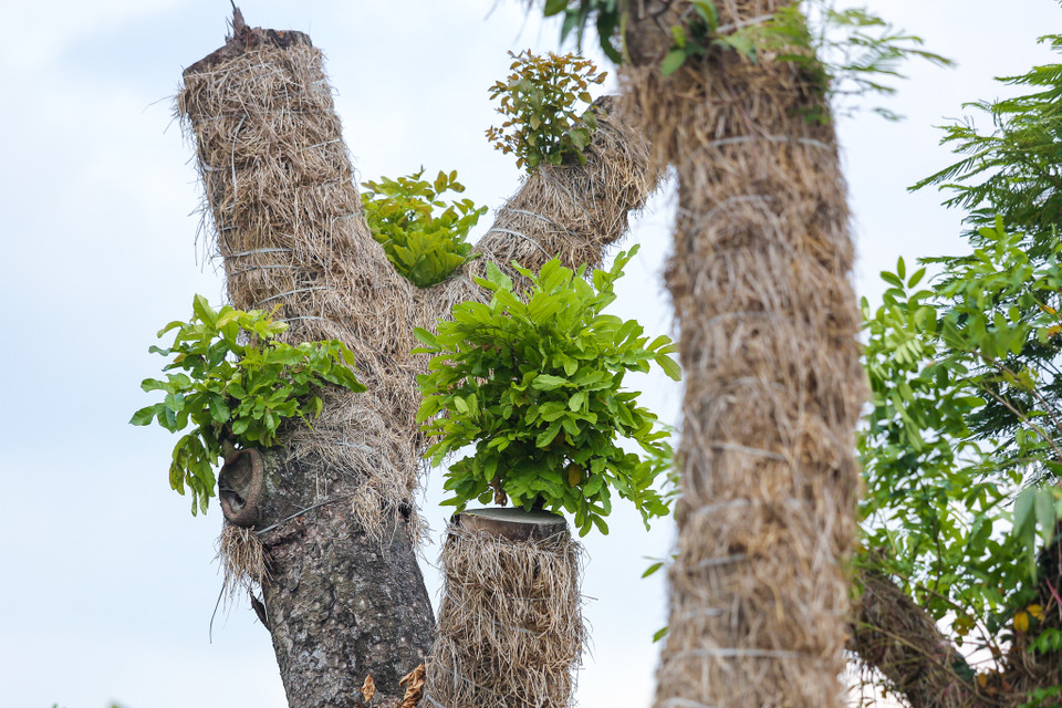 Việc tưới tắm cho cây được đặt lên hàng đầu và tuân thủ quy trình nghiêm ngặt. Cây không chỉ được tưới mà còn được tắm để cành lá sạch sẽ, chống sâu bệnh, giữ được độ ẩm cho cây. (Ảnh: Minh Sơn/Vietnam+)
