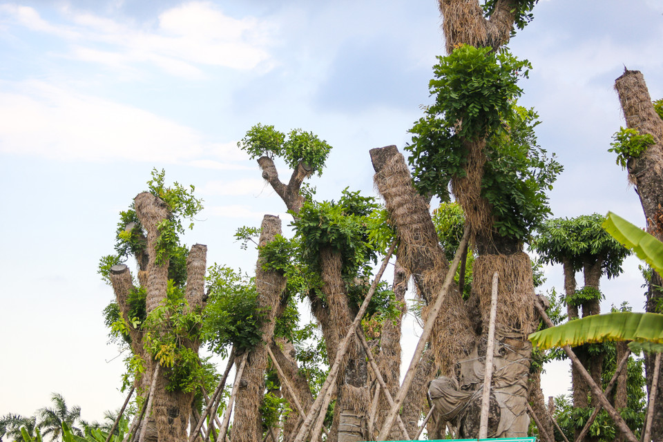 Trong đợt nắng nóng kỷ lục tại miền Bắc vừa qua, 100% cây được tưới vào những lúc mát. Buổi sáng các nhân viên chăm sóc tưới cho cây từ 4 giờ -7 giờ 30, buổi chiều từ 18 giờ đến 20 giờ 30. (Ảnh: Minh Sơn/Vietnam+)