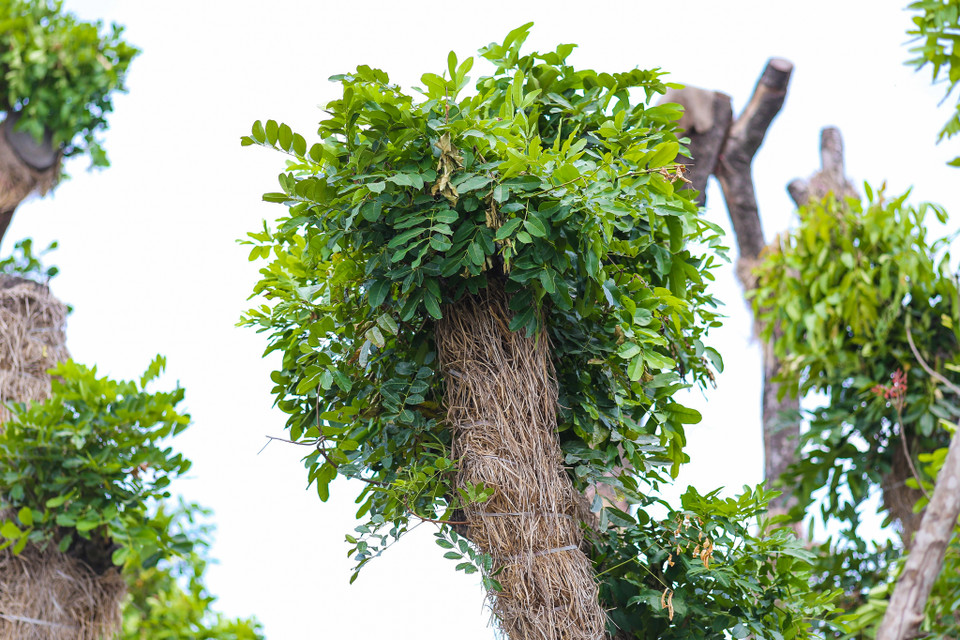 Tại những vết cắt cành cây đã ra lá xanh tươi tốt. (Ảnh: Minh Sơn/Vietnam+)