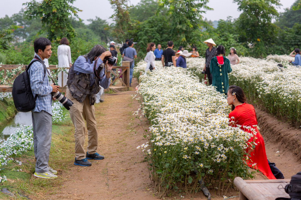 Thời điểm thích hợp nhất để chụp ảnh đẹp với cúc họa mi thường rơi vào sáng sớm hoặc cuối chiều. (Ảnh: Minh Sơn/Vietnam+)