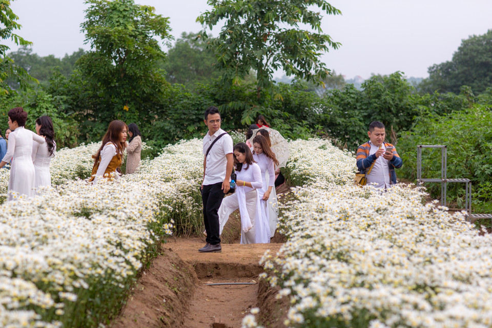 Đa số các bạn trẻ tranh thủ đến đây chụp ảnh để về khoe trước khi vào đúng dịp hoa cúc họa mi nở. (Ảnh: Minh Sơn/Vietnam+)