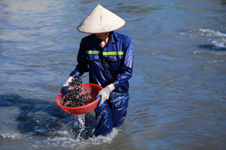Sông Mông Dương đoạn chảy qua khu 12, phường Mông Dương, có hàng trăm người trầm mình dưới nước mót ‘vàng đen’, nhiều người dân gọi vui là ‘lộc trời cho’. (Ảnh: Minh Sơn/Vietnam+)