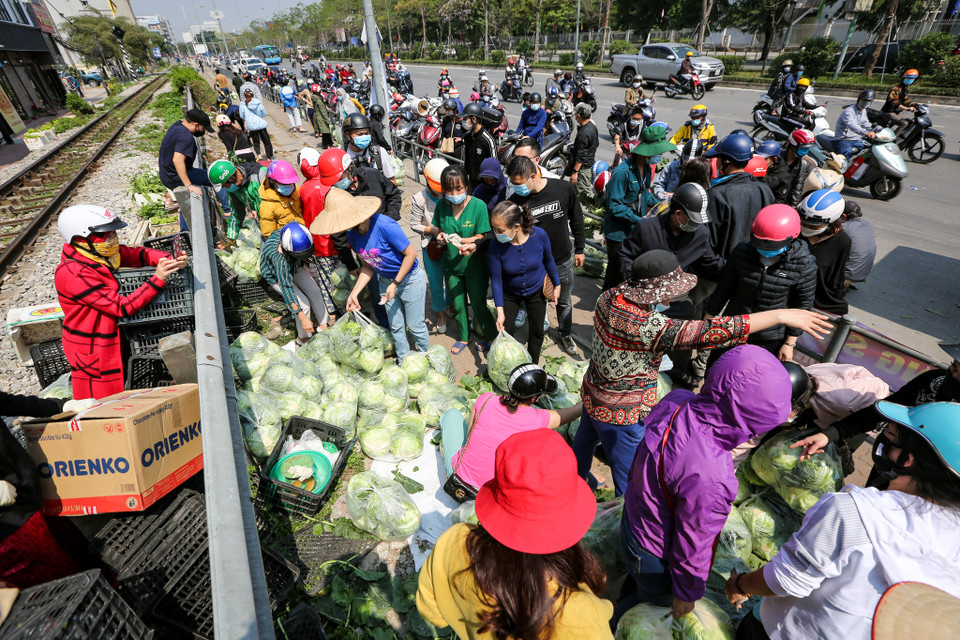 Theo thống kê, hiện tỉnh Hải Dương còn khoảng khoảng 4 ngàn ha rau vụ Đông đang đến thời điểm thu hoạch với sản lượng ước khoảng 90 ngàn tấn. Trong số đó, có trên 55 ngàn tấn hành củ, khoảng 26 ngàn tấn cà rốt và khoảng 8 ngàn tấn rau bắp cải, su hào, súp lơ, rau ăn lá các loại. (Ảnh: Minh Sơn/Vietnam+)