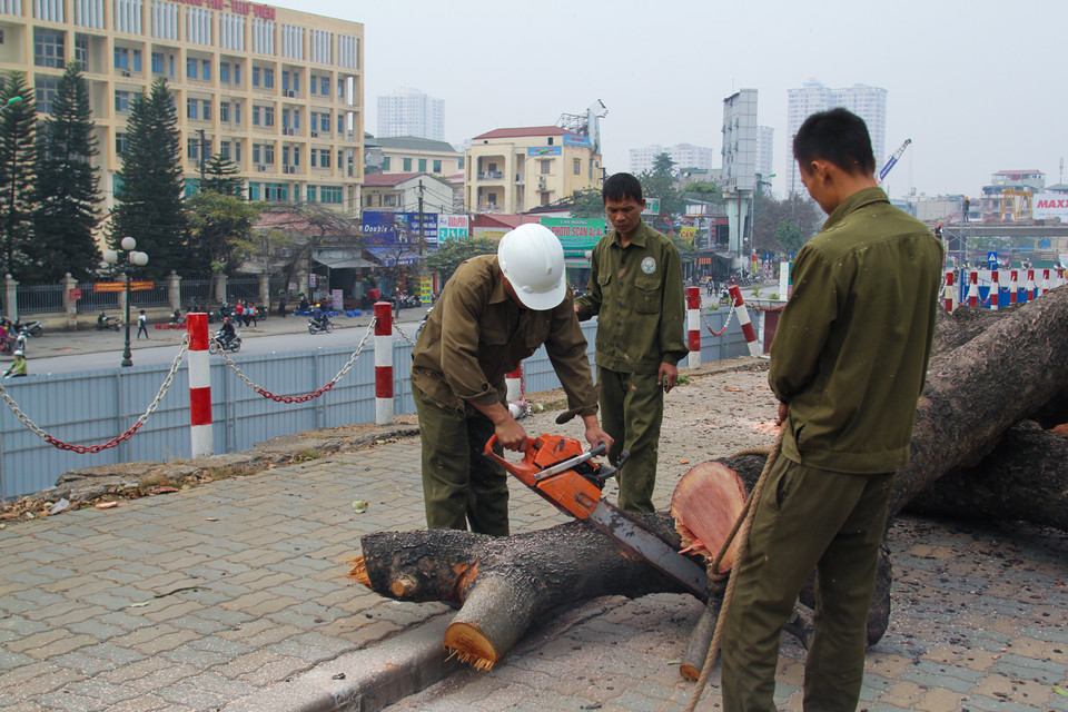 Rất nhiều cây bị chặt hạ có tuổi đời hàng chục năm, phần lớn là cây bàng và xà cừ. (Ảnh: Minh Sơn-Hoàng Long/Vietnam+)