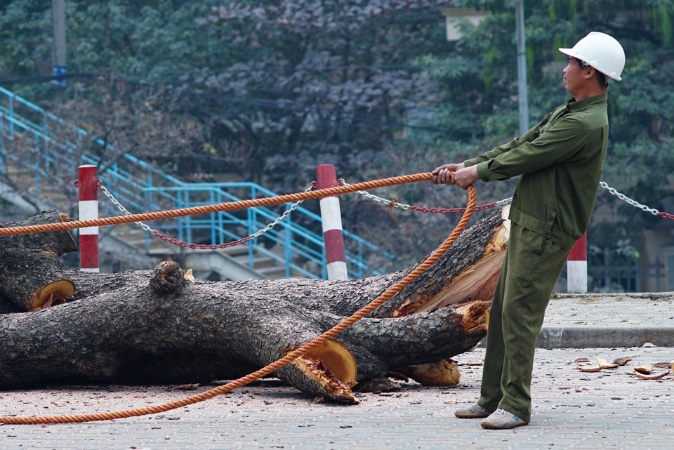 Những cành cây xà cừ có đường kính cả mét cũng chung số phận. (Ảnh: Minh Sơn-Hoàng Long/Vietnam+)