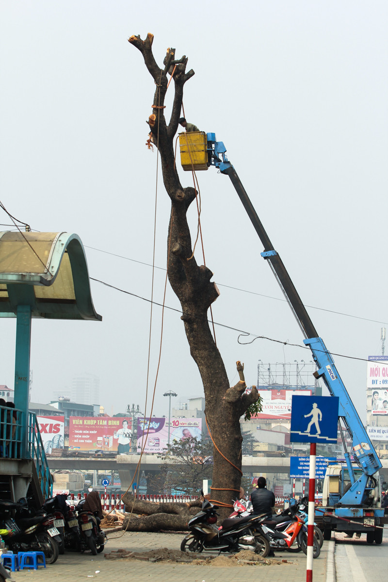 Các công nhân buộc dây vào thân cây chuẩn bị cho công việc cưa, chặt hạ. (Ảnh: Minh Sơn-Hoàng Long/Vietnam+)